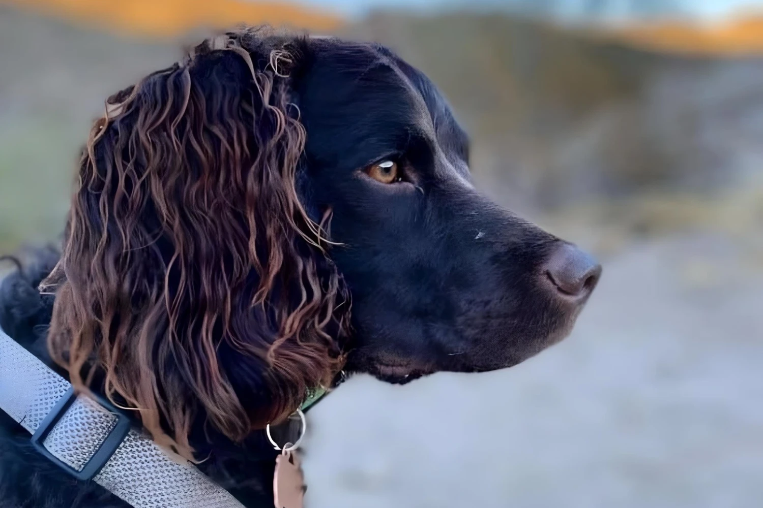 Kia Soul Dog Car Seat for American Water Spaniels