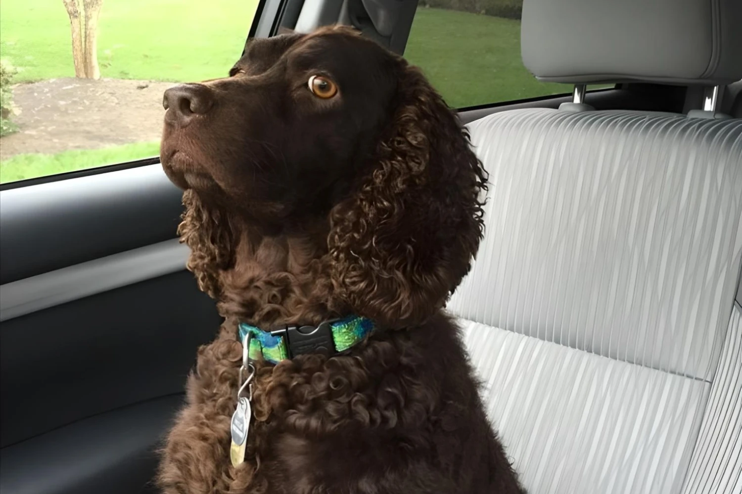 Kia Soul Dog Car Seat for American Water Spaniels