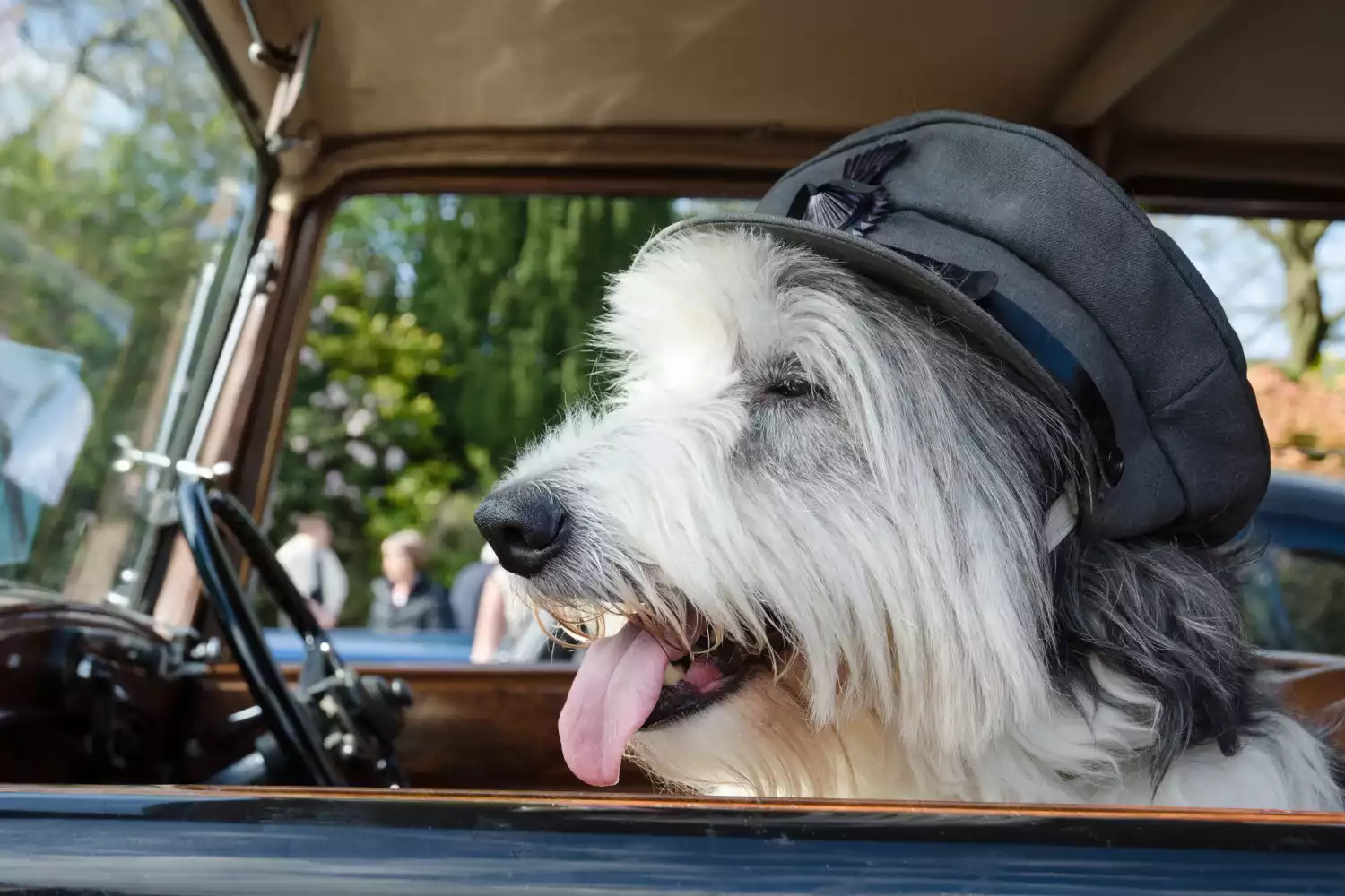 Lexus RX Dog Safety Belt for Old English Sheepdogs