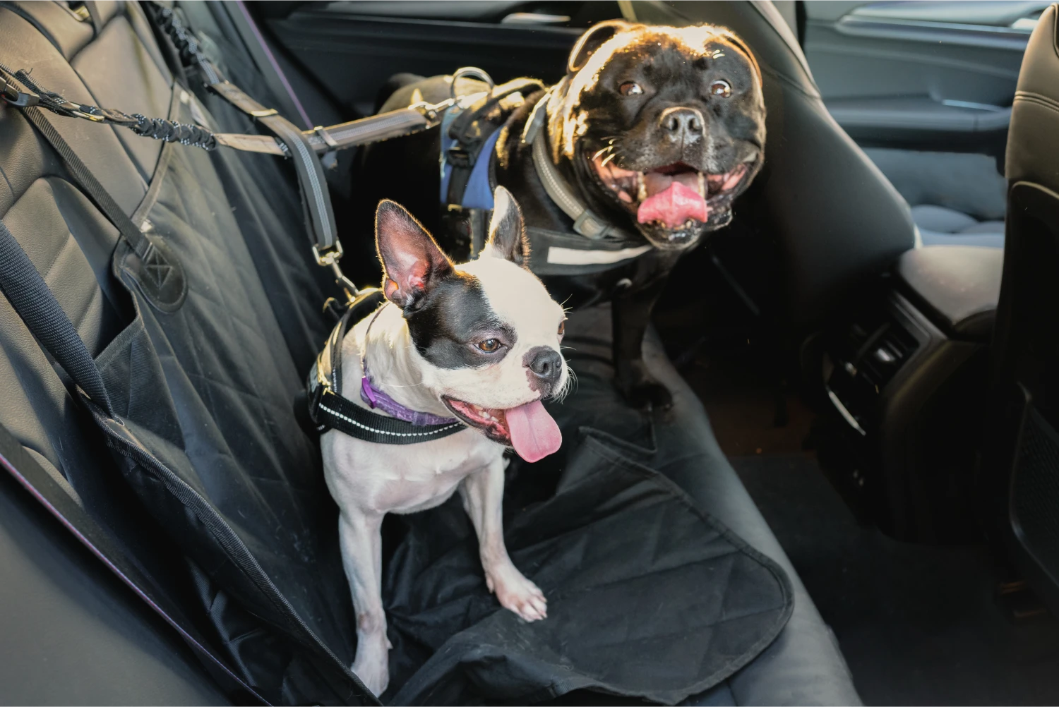 Dogues de Bordeaux  Dog Safety Belt for Lexus NX