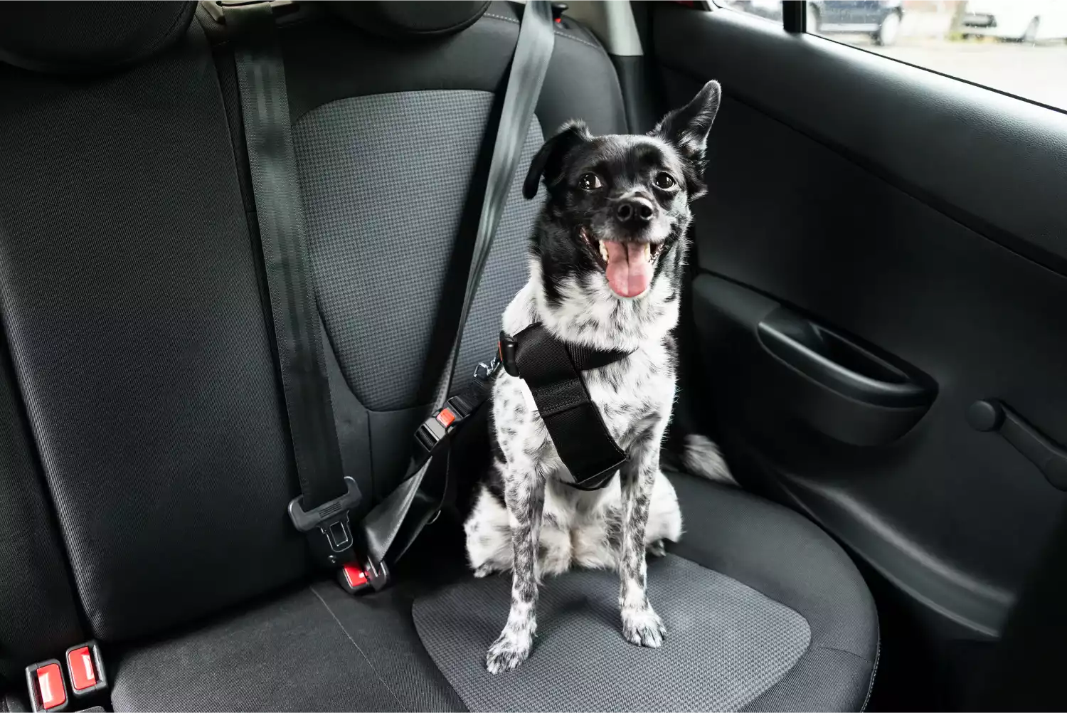 Lexus RX Dog Safety Belt for Old English Sheepdogs